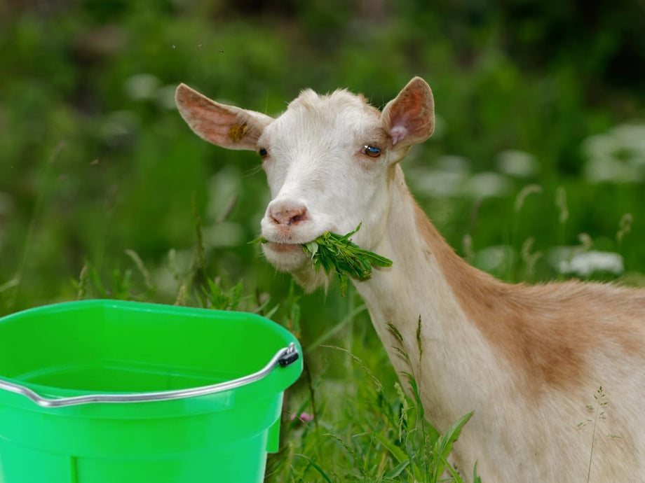 20qt Flat Back Bucket Green