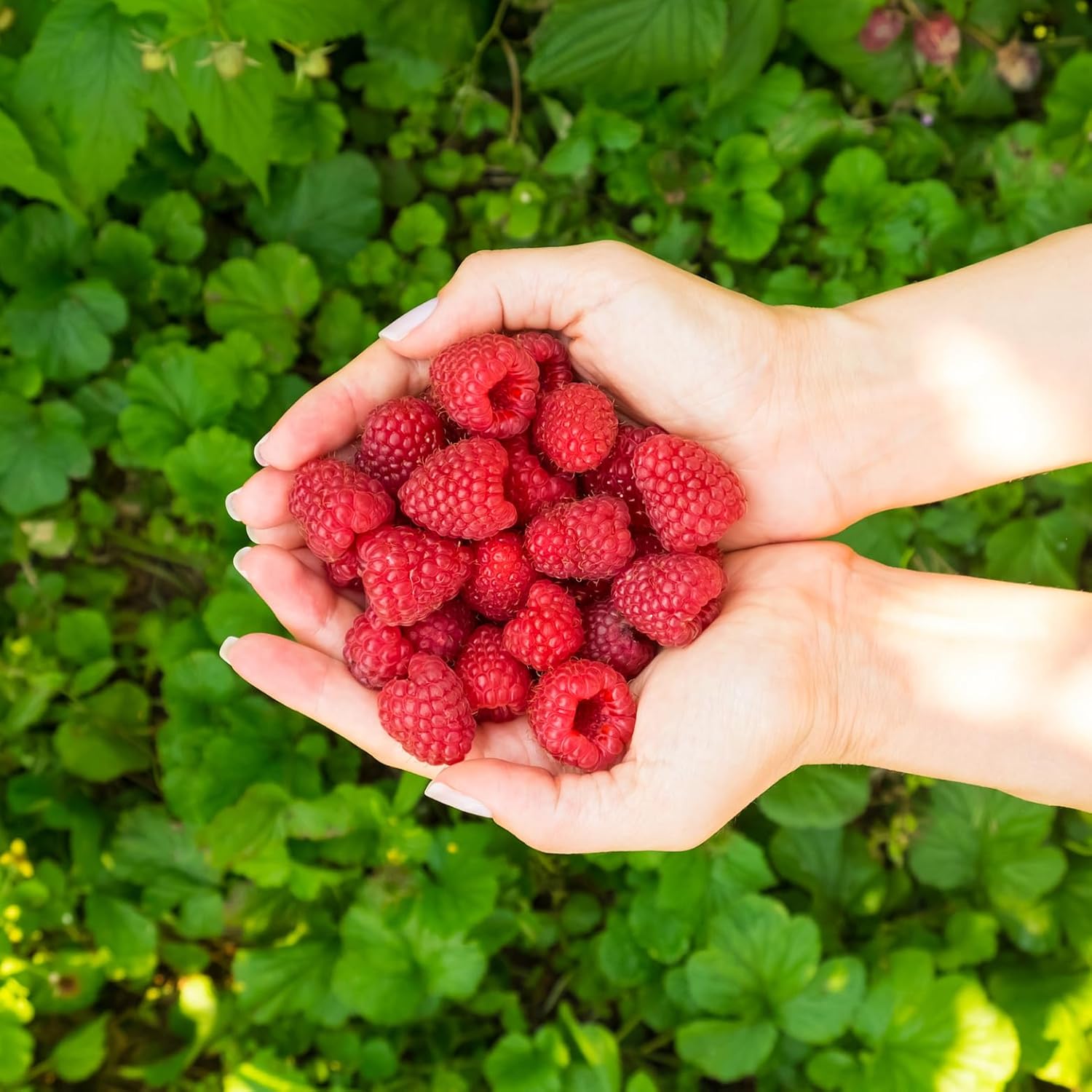 Clearly Canadian Country Raspberry Sparkling Spring Water Beverage, Na ...