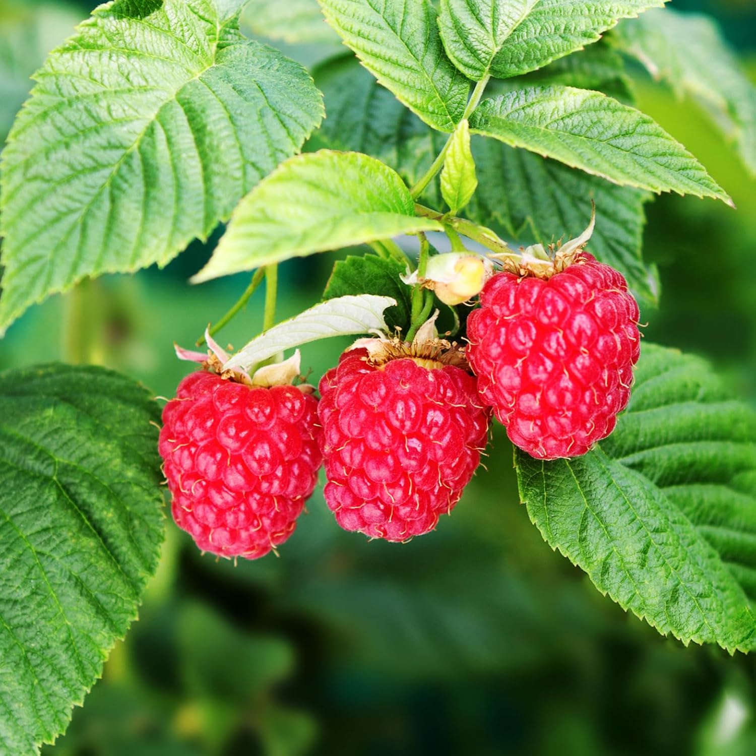 Clearly Canadian Country Raspberry Sparkling Spring Water Beverage, Na ...