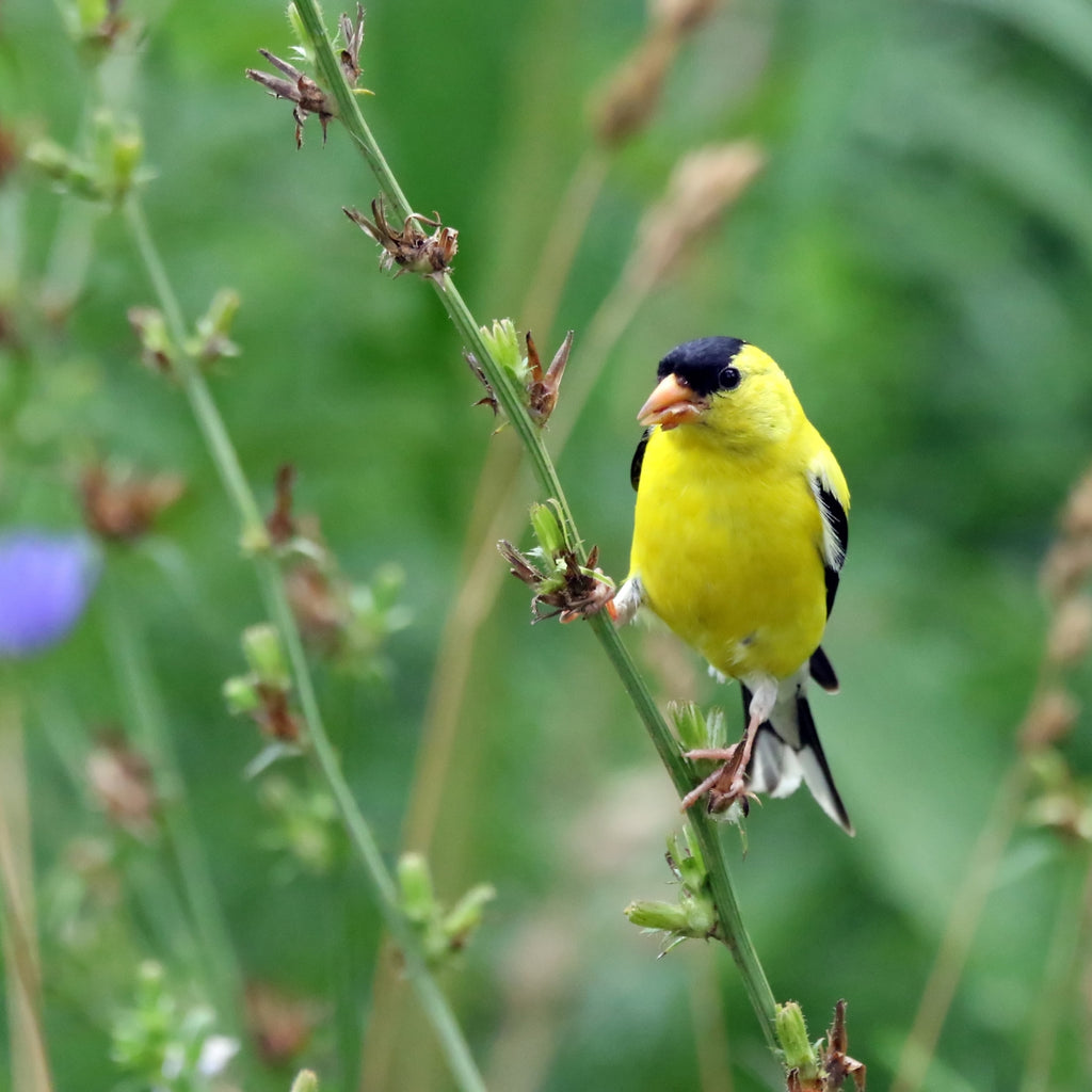 Evergreen Farm and Garden - Four Seasons Flight Small Birdseed Cylinder