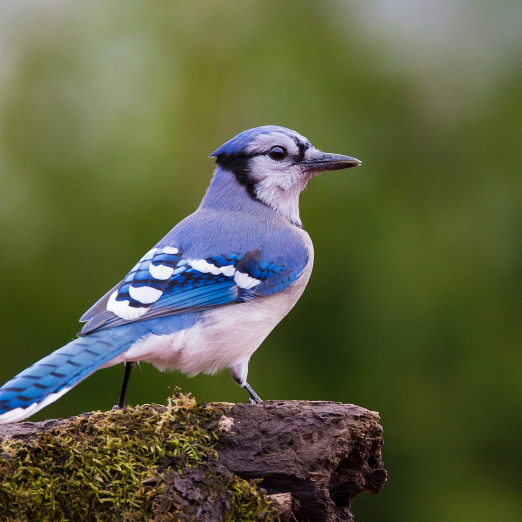 Evergreen Farm and Garden - Tweet Treats Small Birdseed Cylinder