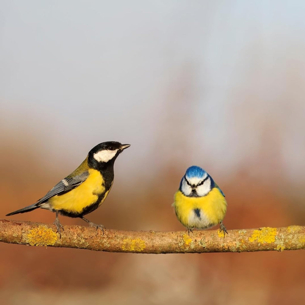 Evergreen Farm and Garden - Tweet Treats Small Birdseed Cylinder