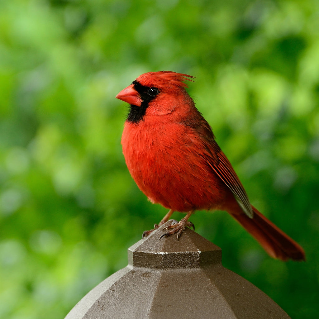 Evergreen Farm and Garden - Neat Beak Large Birdseed Cylinder