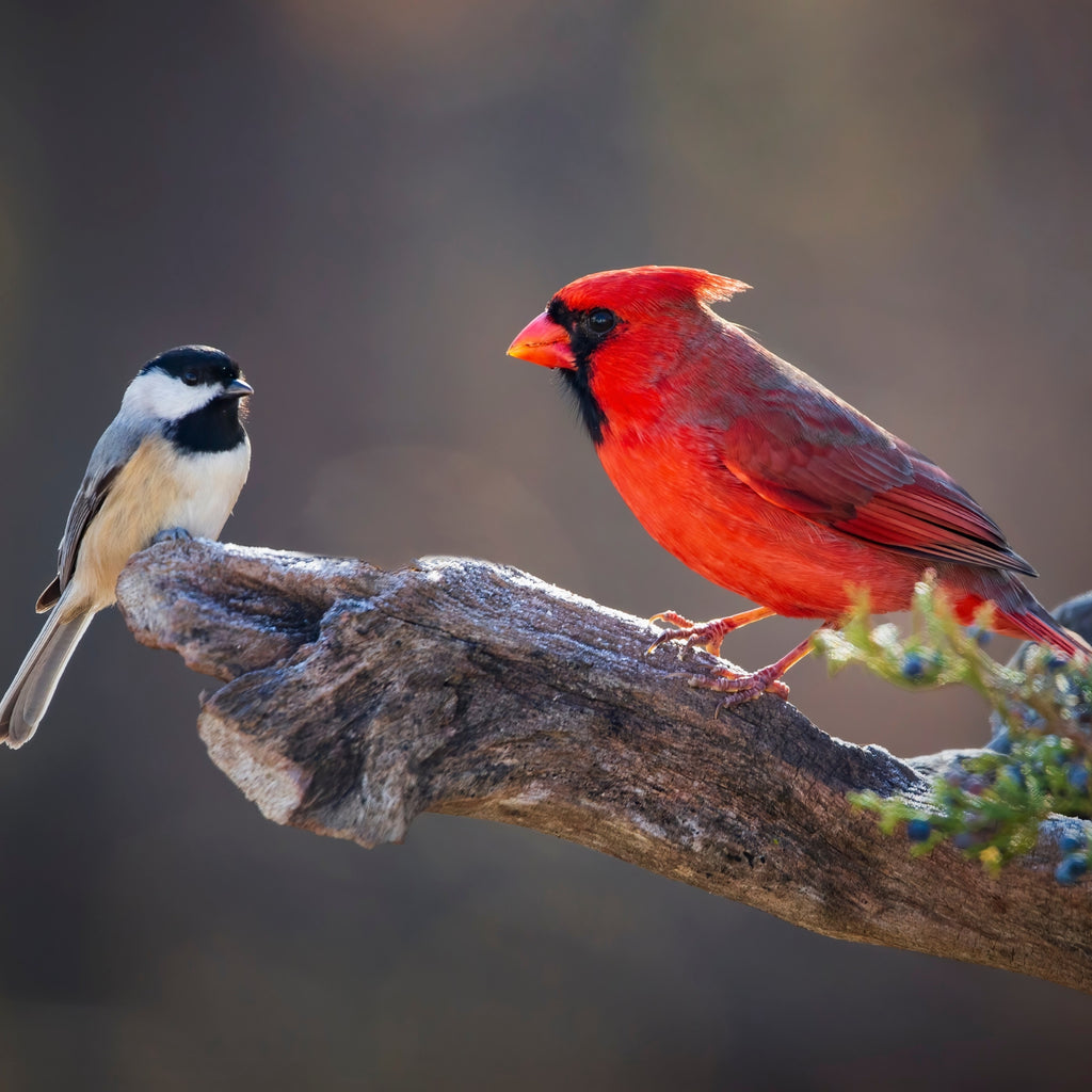 Evergreen Farm and Garden - Neat Beak Large Birdseed Cylinder