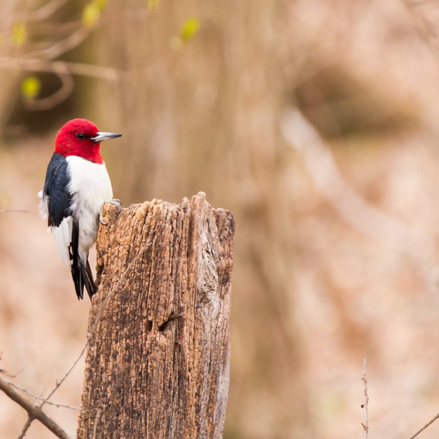 Evergreen Farm and Garden - Redhead Special Small Birdseed Cylinder ...