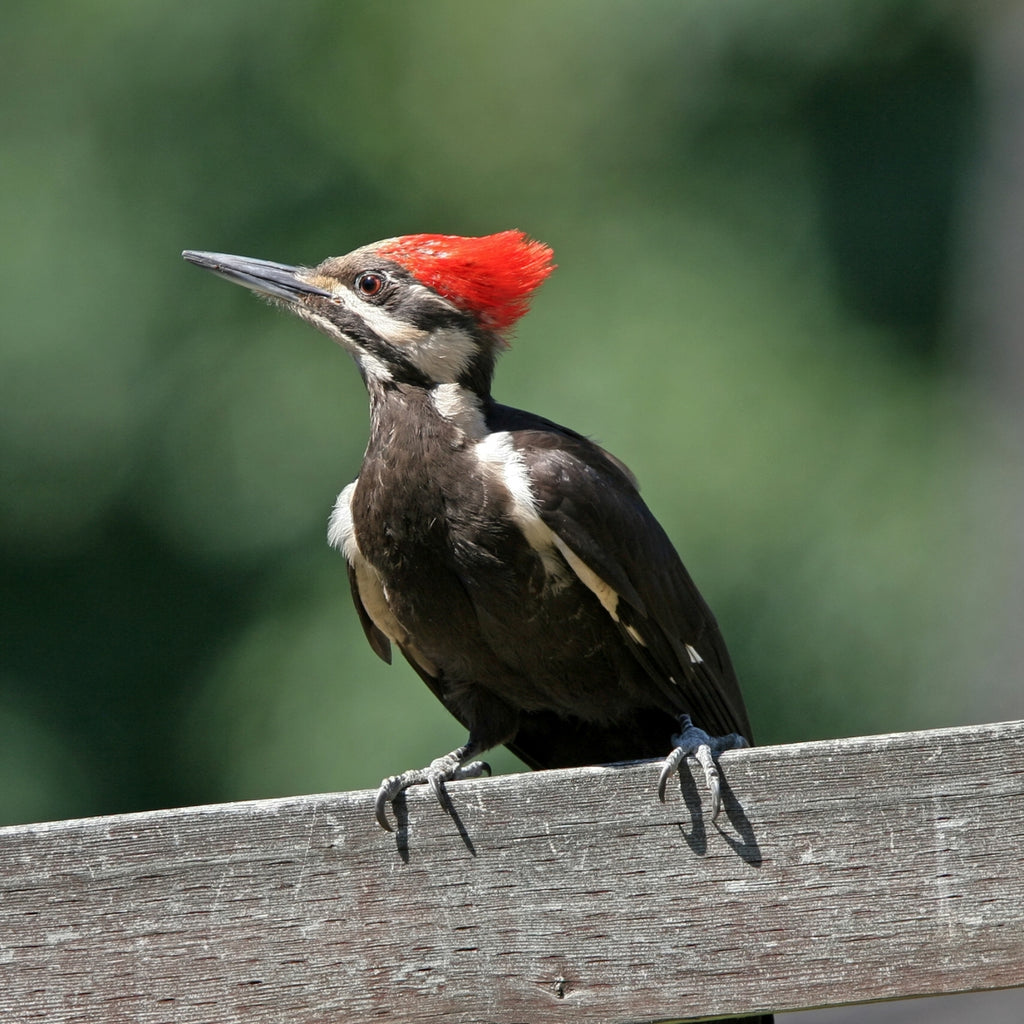 Evergreen Farm and Garden - Redhead Special Small Birdseed Cylinder