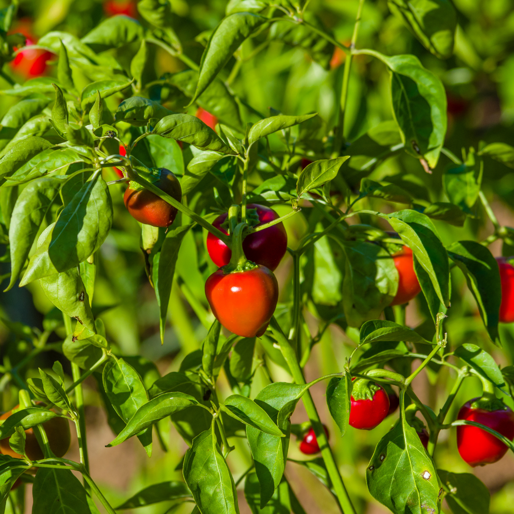 Pastene Hot Cherry Peppers (3 Pack)